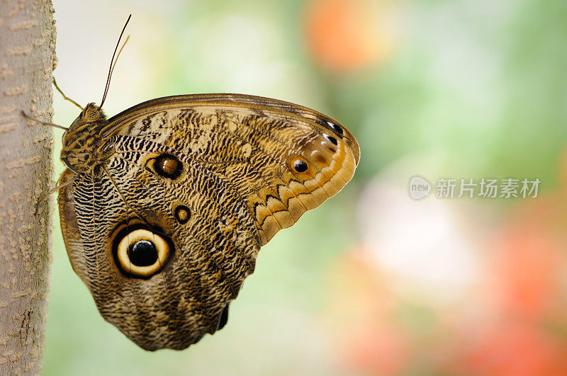 猫头鹰蝴蝶(Caligo idomeneus)